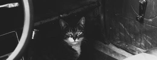 android 12 car stereo user manual