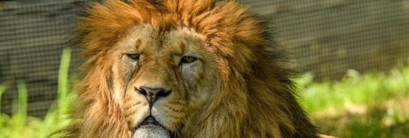 the lion the witch and wardrobe pdf