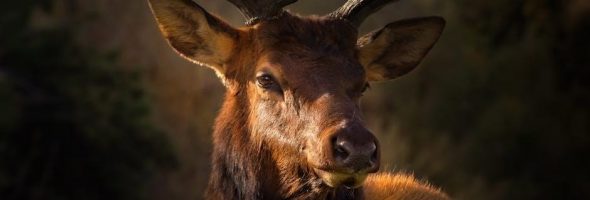 kentucky elk hunting guides
